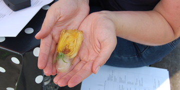 Schülerin hält eine in Eis gefrorene Blüte in der Hand