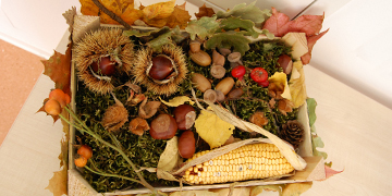 gesammelte Blätter, Nüsse und Samen in einer Holzkiste