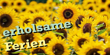 Sommerferien Sonnenblumenfeld